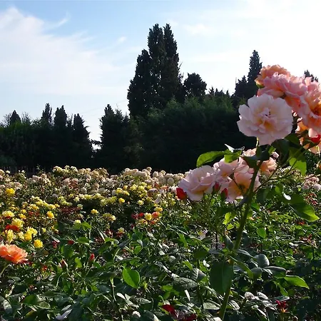 Mas Des Figues - Mas Xviiie - Tres Calme - Certifie Biologique Frbio10- Piscine Roseraie - Cuisine Maison Brunch Paysan Mediterraneen Potager Huile D'Olive Bio - Agritourisme - Alpilles Saint Remy De Provence - Ouvert Du 01E Mai Au 30 Septembre - Bed & Breakfast 4*