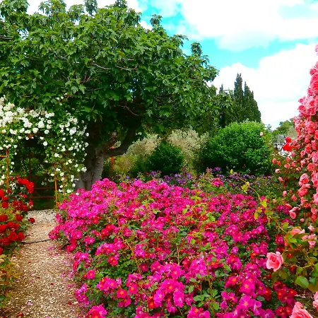 Bed & Breakfast Mas Des Figues - Mas Xviiie - Tres Calme - Certifie Biologique Frbio10- Piscine Roseraie - Cuisine Maison Brunch Paysan Mediterraneen Potager Huile D'Olive Bio - Agritourisme - Alpilles Saint Remy De Provence - Ouvert Du 01E Mai Au 30 Septembre - 4*